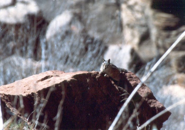 ../Images/086.Zion Canjon.jpg